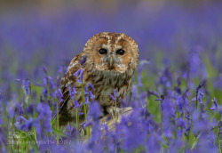 superbnature:  Tawny owl in the wood’s by swhitehead135 http://ift.tt/1OGQMjk