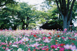 greeded:  Cosmos @shouwa memorial park by ogino.taro on Flickr.