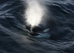 scottish-orca: Sighted 9th October 2008Beautiful surface shots