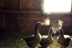 sexhaver:  these geese lit af