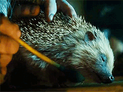 boromihr:  Sebastian the Hedgehog 
