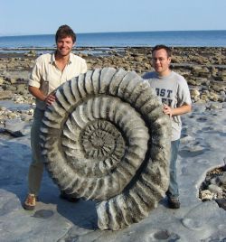 saltyprincess420:  thecolorffooff:  mineralists:  Massive Ammonite