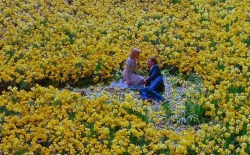 constelacoes:    Big Fish
