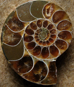 libutron:  Ammonite Structure by Grover Schrayer From Majuga,