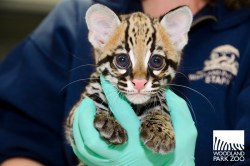 cubangains:  awwww-cute:  I present a real baby ocelot, not the