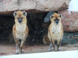 leftnipsdoodles:pls look at hyenas in their winter coats (pics