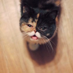 pudgethecat:  Baby Pudge wants to tell you to watch Lil BUB’s