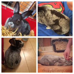 dailybunny:  Bunny’s Fur Is Turning Silver! Thanks, Louisa,