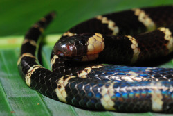 exotic-venom:    (Micrurus psyches) Duaden’s coral snake, Carib