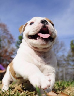 awwww-cute:I have the happiest puppy