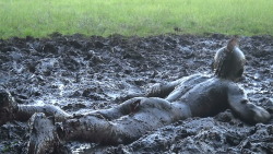 mudpunker:Naked mud fun