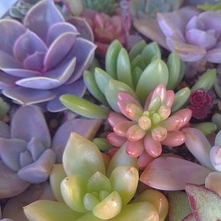 osita-mimi:  Lindos colores de succulents soo cute 
