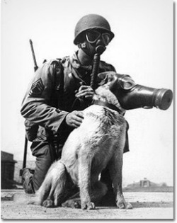 zestyroll:  Gas Masks for Dogs in WWII— Dogs were used during