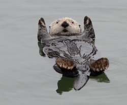 so cute. (otterly adorable, even.)