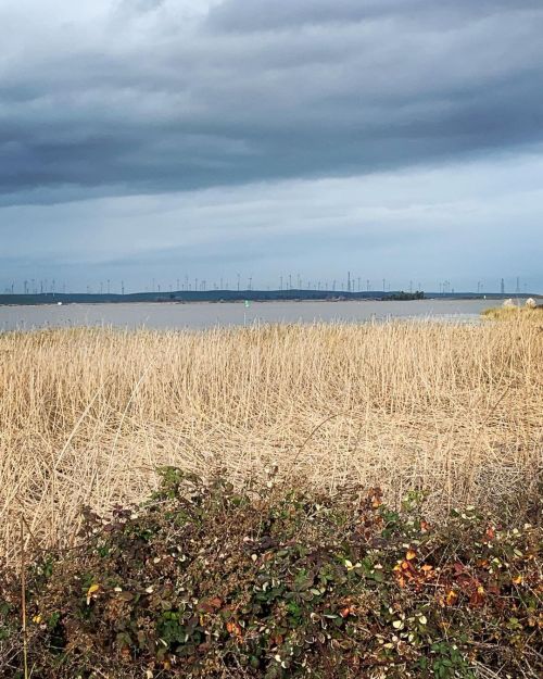 The Delta #wetlands #sanjoaquinriver  https://www.instagram.com/p/CYVxyyXrJxZidhIFsZJDC_0-4IkHwS-EjI_cJ80/?utm_medium=tumblr