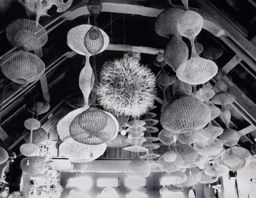 garadinervi:Sculptures by Ruth Asawa hanging from the Douglas