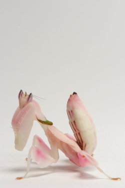 earthlynation:  Orchid Mantis by bugalarious 