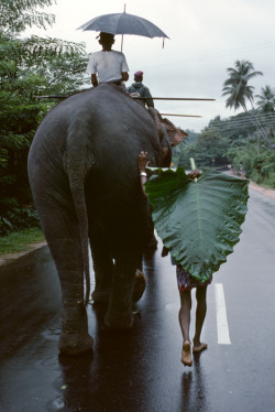 20aliens:SRI LANKA. 1995. A young man walks behind an elephant.Steve