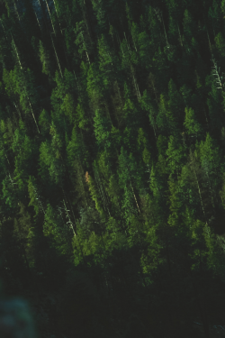earth-dream:  Forest
