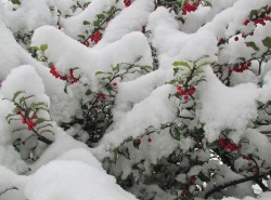 geopsych:  Snow on the holly.