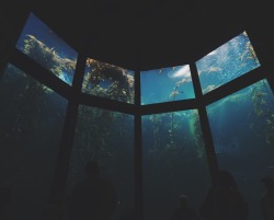 mary-magdalene69:  I love aquariums so much, they’re some of