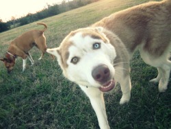 thisurlisclaimed:  This is Diesel everyone.He is a siberian husky