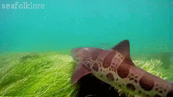 seafolklore:  Leopard shark 