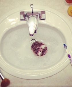 cuteanimalspics:  Just a hedgehog taking a bath