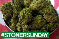 weedporndaily:  Happy Stoner Sunday! Tag your stash #stonersunday or submit
