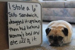 eclecticpandas:  the best of pet shaming 