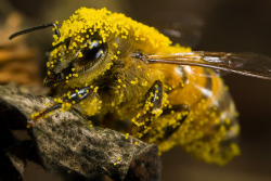 hajandradebee:    John Kimbler, Covered in Pumpkin Pollen 
