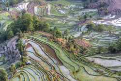  Laohuzui Terrace Scenic Spot, Yuanyang, Yunnan, China Ricefield