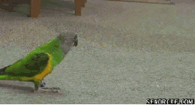Chupe-Limón