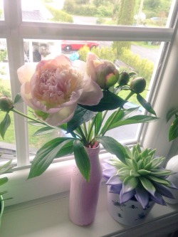 pluvilis:I can’t stop taking pictures of my peonies in my room,