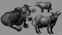 azerothin365days:  Cows Study This is a hobby and all fan art