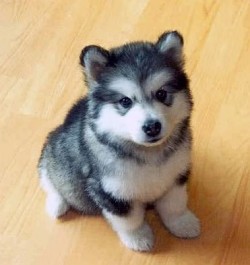 Cutest thing on four legs (a Pomsky, a crossbreed between a Pomeranian