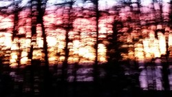 gamago:  Sunset through the trees. Thank youuu Bellingham.