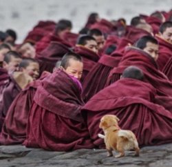 sixpenceee:  Monk smiling when he sees a curious puppy. Via u/EviscerationNation