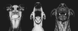 moarrrmagazine:  Nice nosing you! wonderful dog photography by