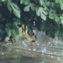 xxcats-eyesxx:  Spring Rain by Rachel Woods 