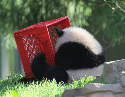 giantpandaphotos:  Bao Bao at the National Zoo in Washington