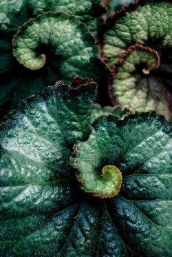 Whimsical nature - begonia leaves