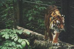 grimini:Edinburgh Zoo / Tiger