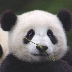 Baby panda about to munch his snack.. #panda #cute #instagood