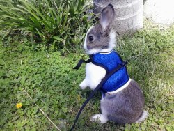 jay-sin:  my bunny looks cool  masterdean94