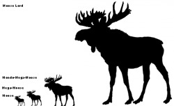 facts-i-just-made-up:  The modern Moose is actually the smallest
