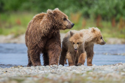 magicalnaturetour:  Brown Bears Of Alaska by J. Uriarte 