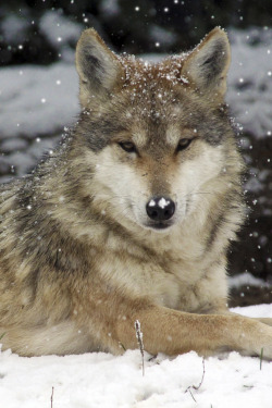 tearingdowndoors:  Cincinnati Zoo, Merry Christmas || lemperleconnie