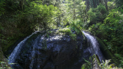 steepravine:  Waterfall In The Redwood Forest(Mendocino, California