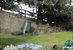 futubandera:  no deja de hacerme reir este gif qlo XD